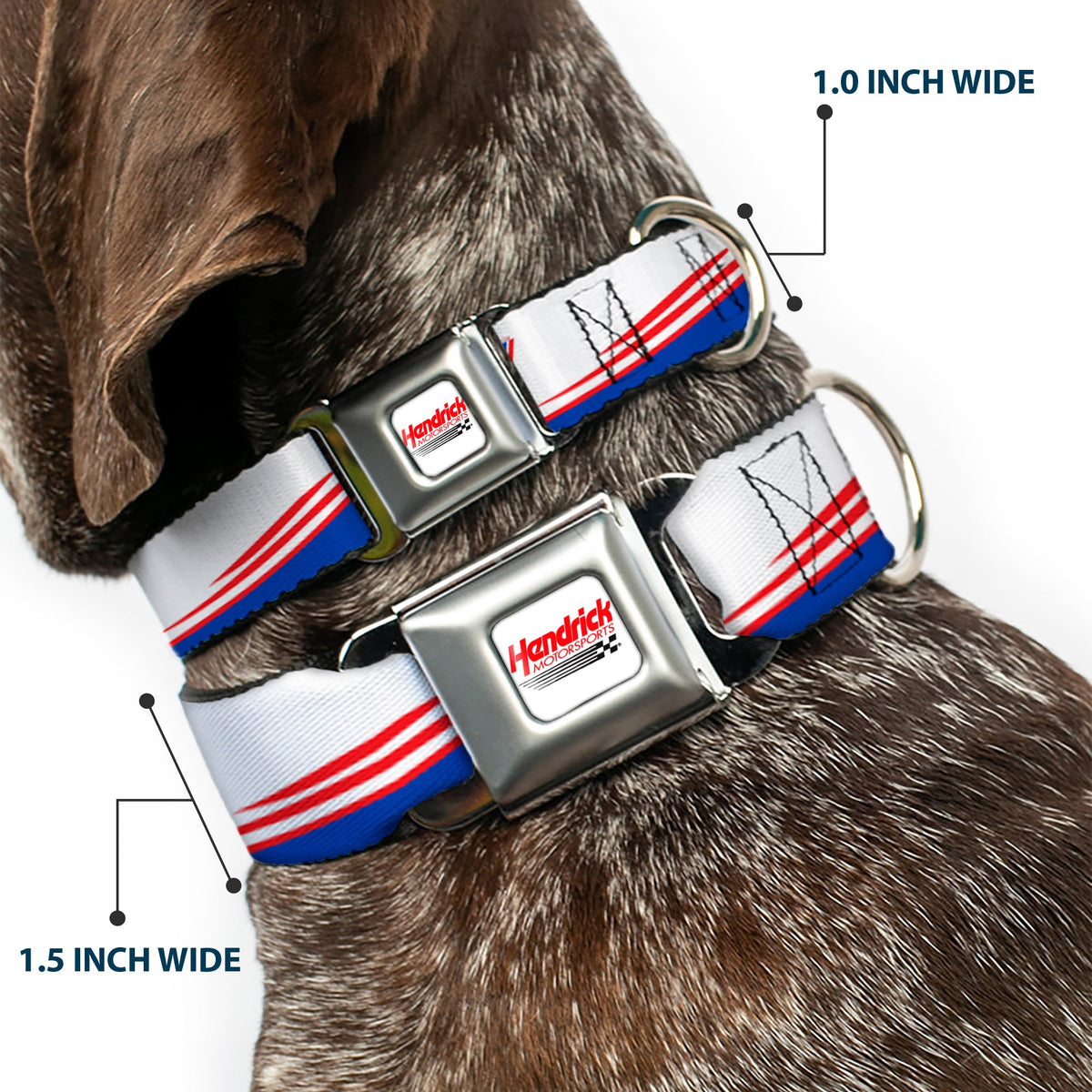 HENDRICK MOTORSPORTS Checker Logo Full Color Red/White Seatbelt Buckle Collar - Kyle Larson #5 Car Scheme White/Blue/Red