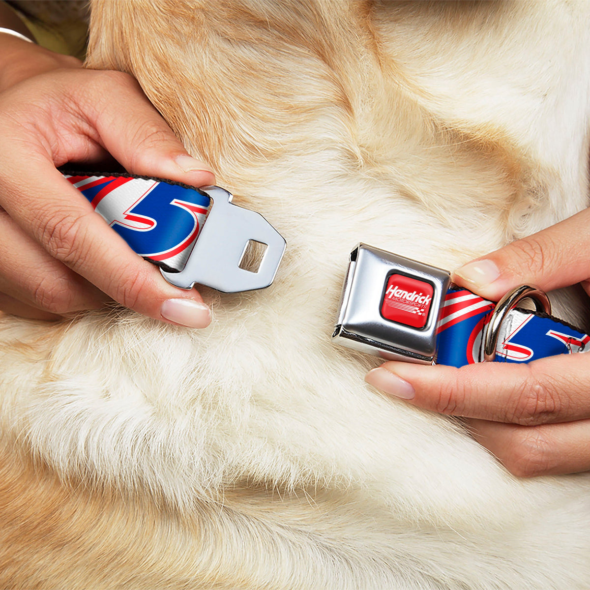 HENDRICK MOTORSPORTS Checker Logo Full Color Red/White Seatbelt Buckle Collar - Kyle Larson #5 Car Scheme White/Blue/Red