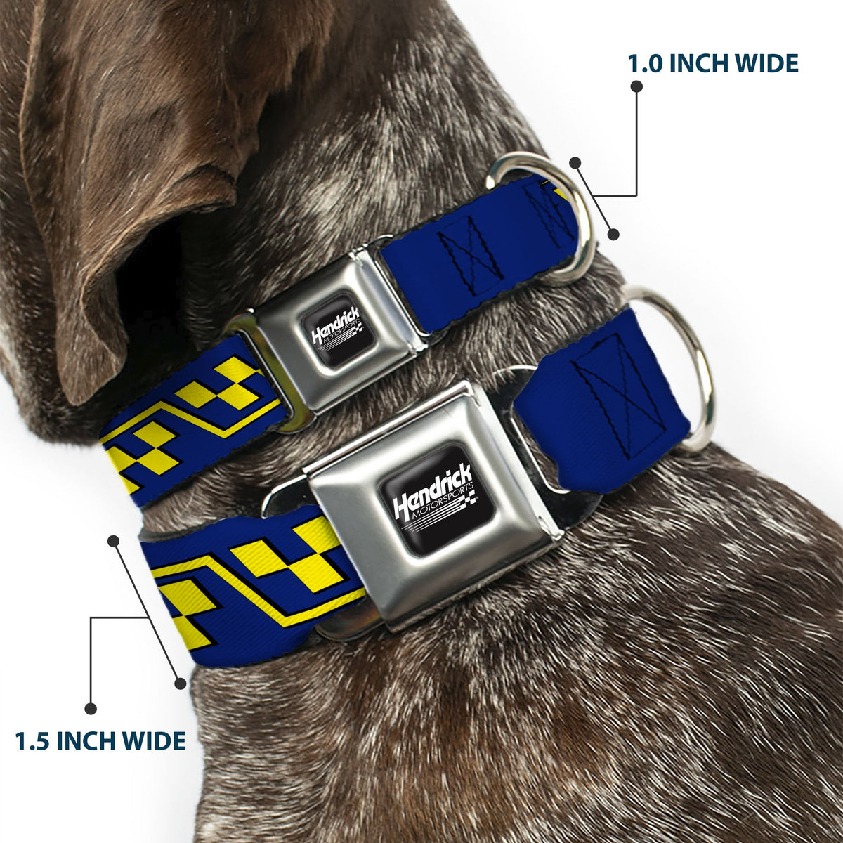 HENDRICK MOTORSPORTS Checker Logo Full Color Black/White Seatbelt Buckle Collar - Jimmie Johnson #48 Autograph Checker Blue/Yellow