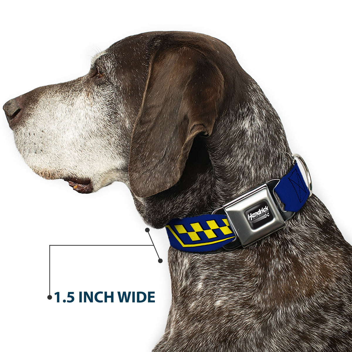 HENDRICK MOTORSPORTS Checker Logo Full Color Black/White Seatbelt Buckle Collar - Jimmie Johnson #48 Autograph Checker Blue/Yellow